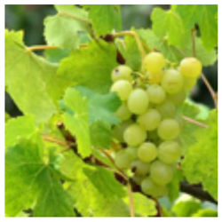 grapes